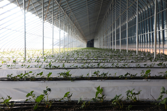保定徐水区向阳村果蔬种植基地高架草莓育苗棚内一片生机。白天龙摄
