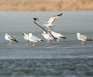 河北康保：西伯利亚银鸥飞回康巴诺尔湖